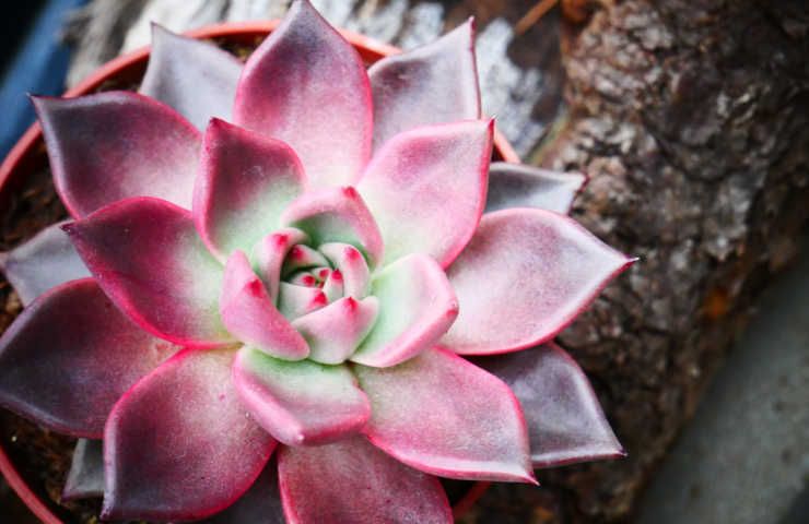 Piante grasse colore rosso cosa significa