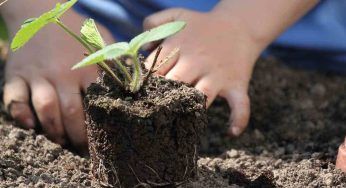 Phytomining, nuova frontiera per la transizione green: le piante e la capacità di estrarre minerali