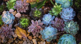 Conophytum pageae, la pianta che sembra avere le labbra