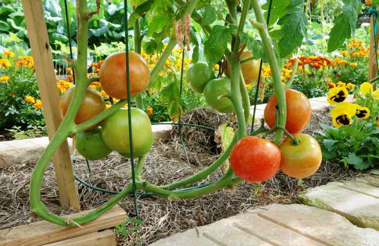 quando si piantano pomodori