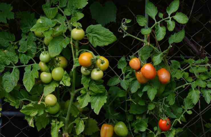 Piantine pomodoro 