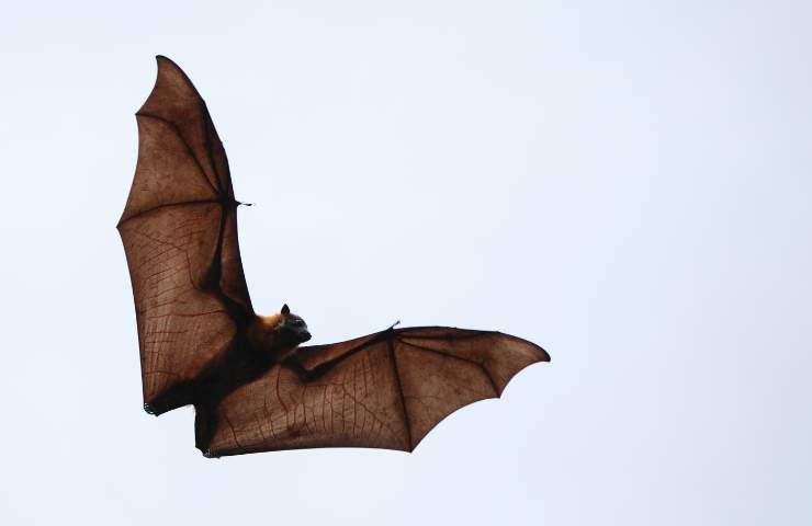 Pipistrelli e petauri