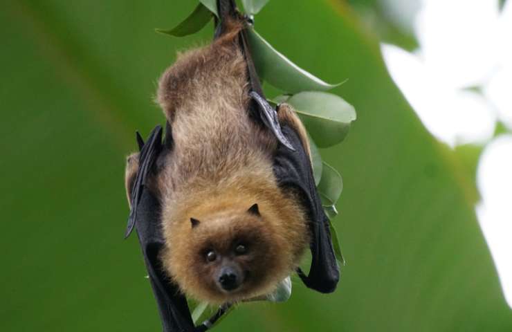 Pipistrelli e petauri