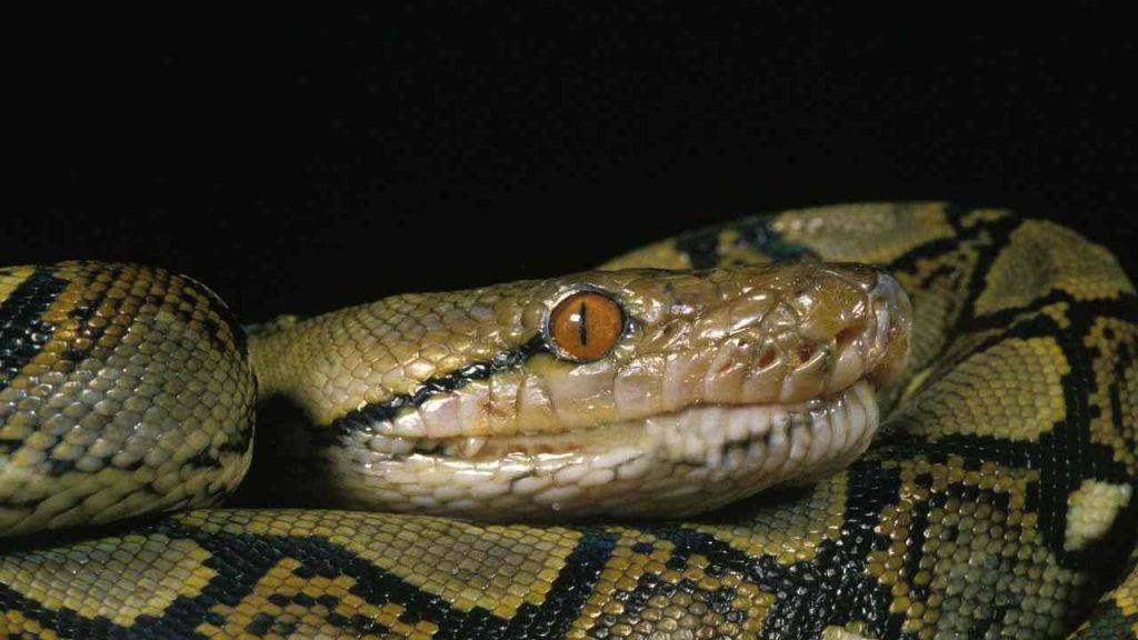 Incredibile scoperta nel water di casa trovato un pitone di oltre 3,5