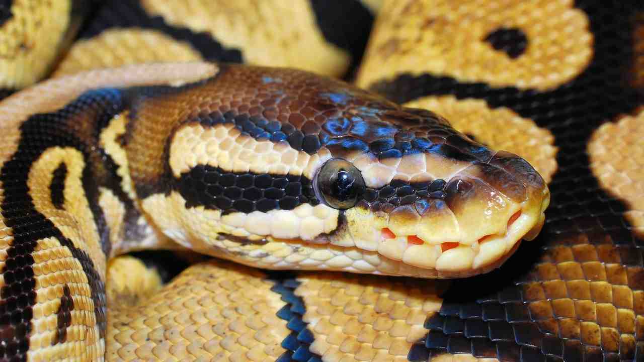 Incredibile scoperta nel water di casa trovato un pitone di oltre 3,5