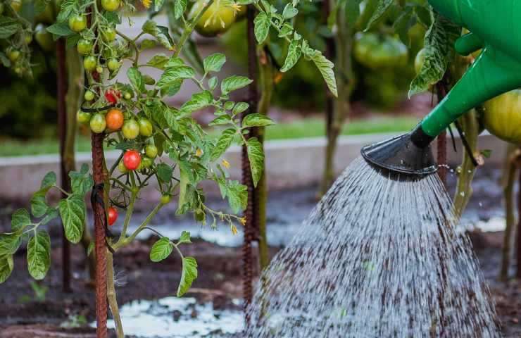 Pomodori innaffiati sostenibilmente 