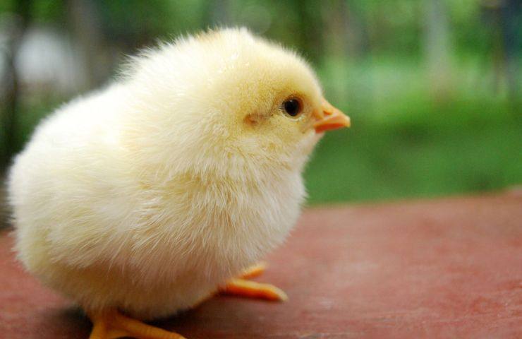 Pollo differenza gallina quali sono