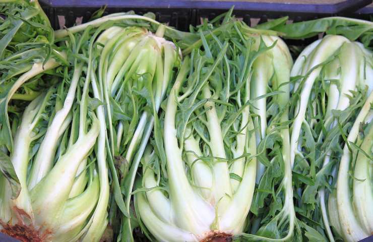 Coltivare puntarelle