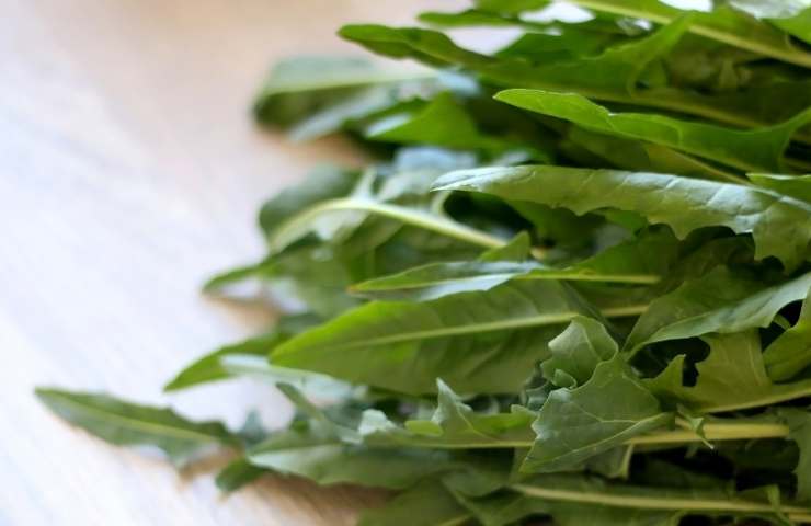 Puntarelle in giardino