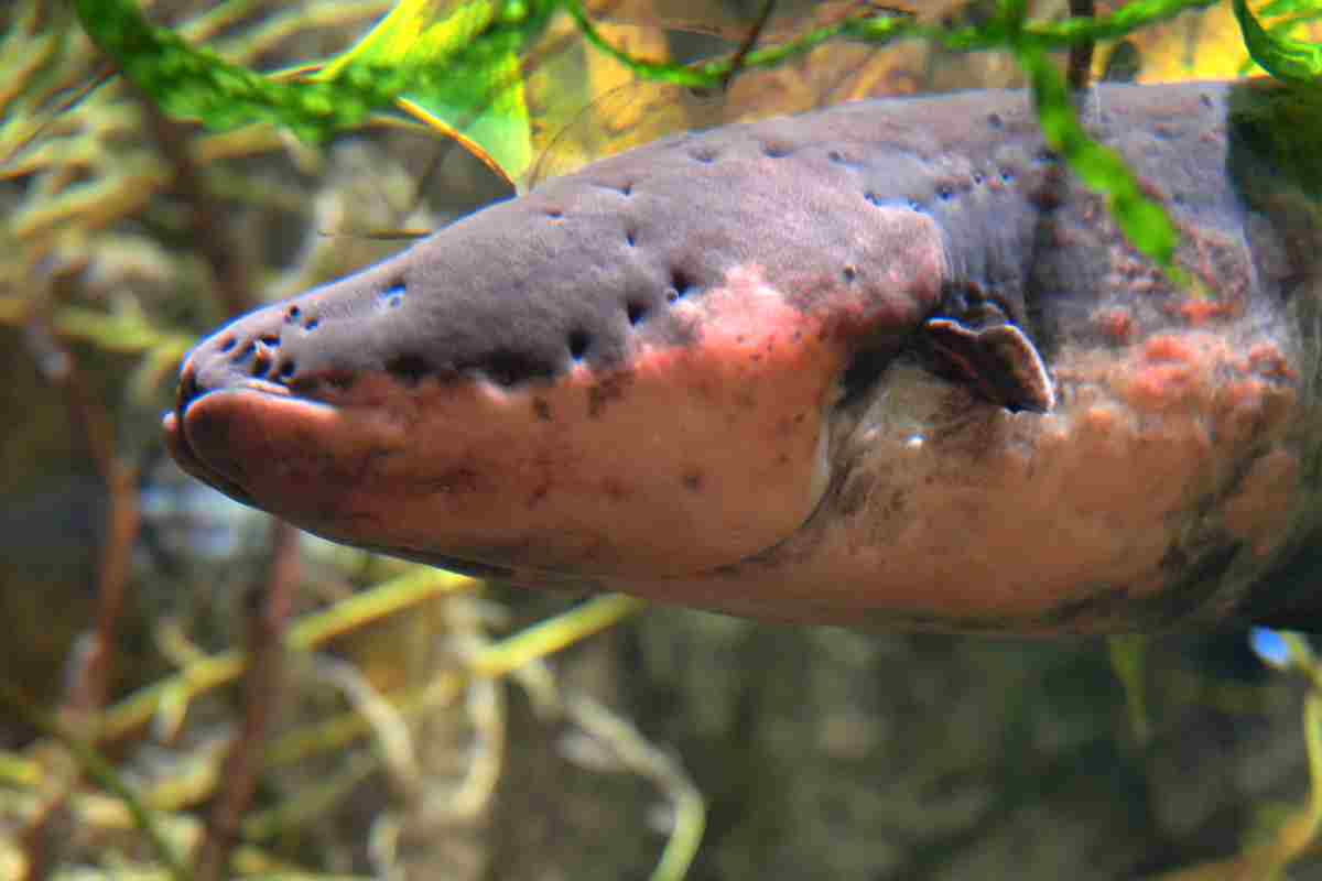 anguilla elettrica pericolosa