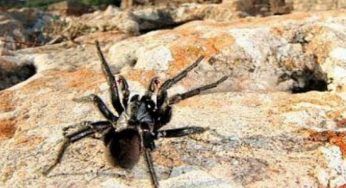 Se trovi questo ragno in casa, corri! E’ davvero pericoloso