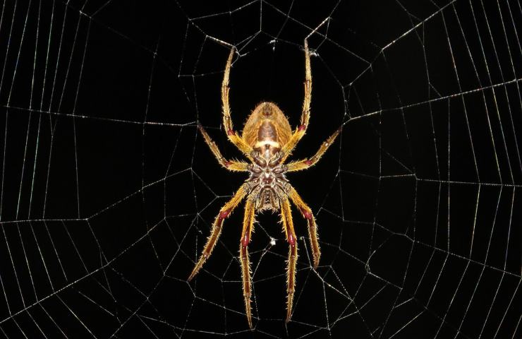 ragno pericolo italia