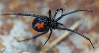 Veleno di vedova nera iniettato per divertimento: cosa è accaduto