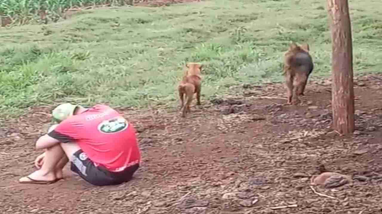Addio a Isabella, una vita dedicata agli animali. La figlia cerca casa