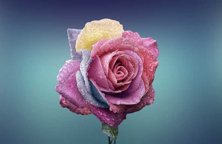 Rosa colorata 