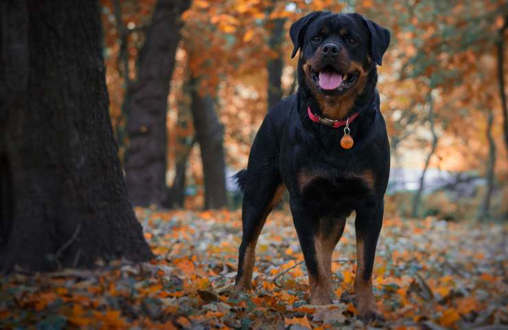 Cane