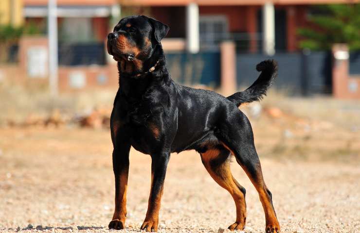 Rottweiler