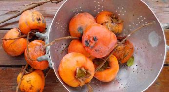 Scolapasta, anche se vecchi possono essere super utili in giardino