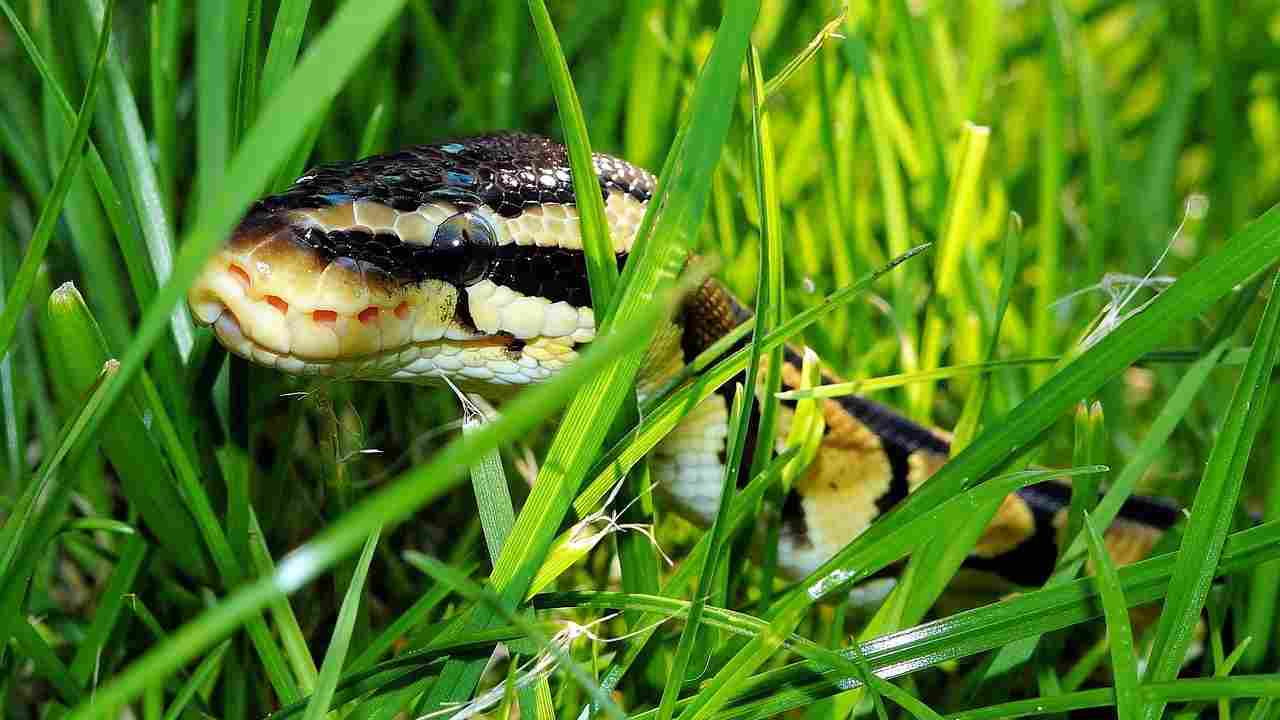 Serpente colori