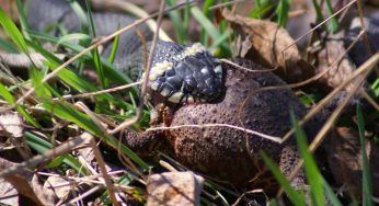 Il serpente ingoia il rospo: l’eroica resistenza non basta