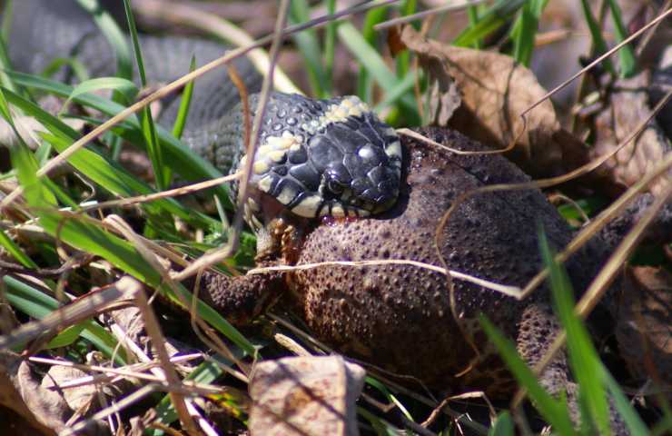 scontro animali serpente ingoia rospo