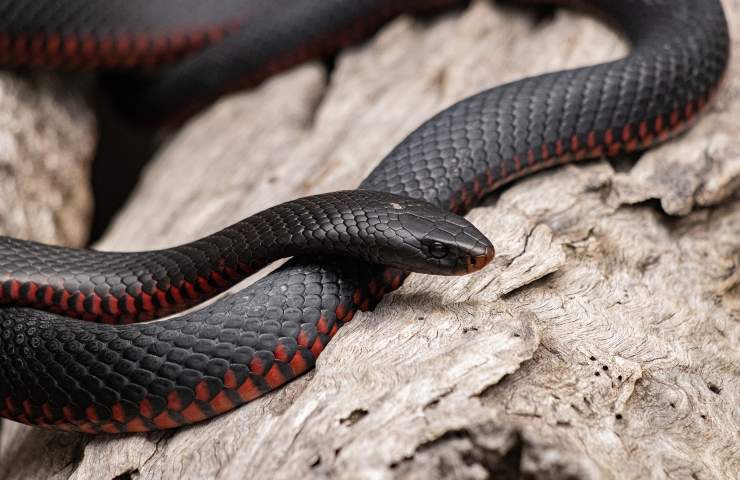 Serpente nero e rosso 