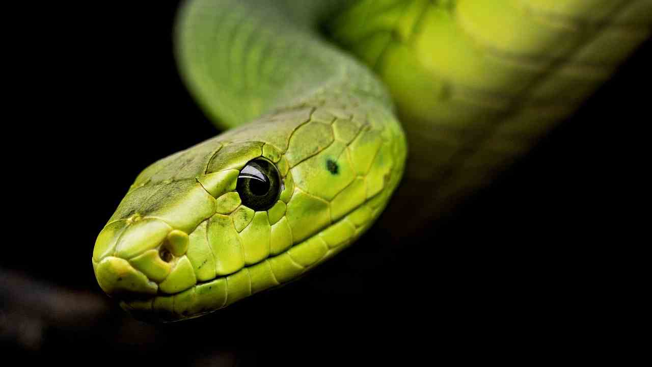 Serpente verde