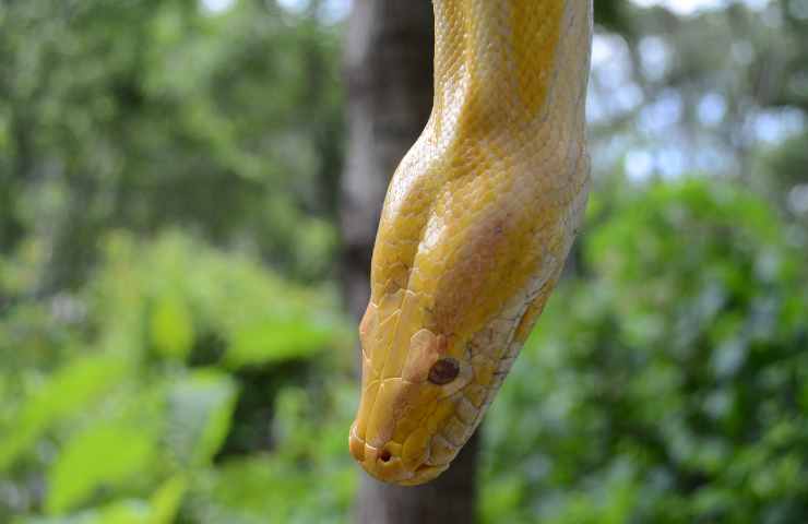 Serpente sbuca auto video famiglia