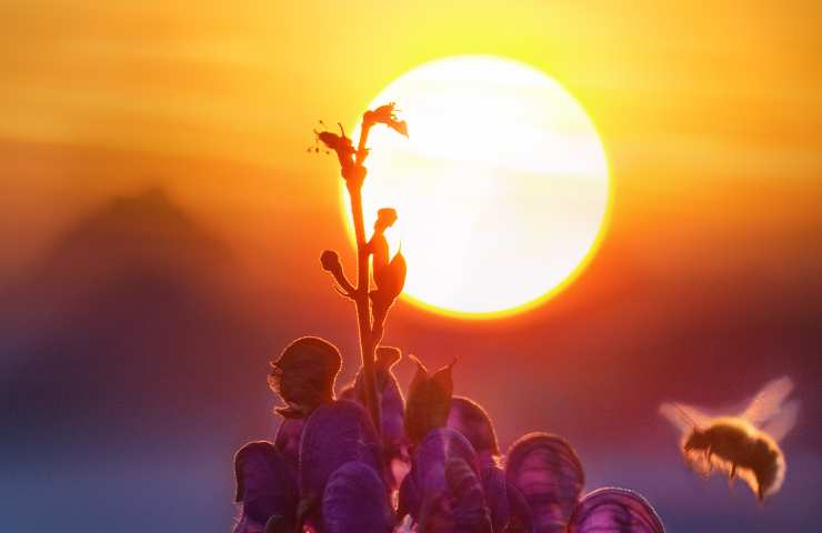 Sole al tramonto: la realtà dietro questo fenomeno