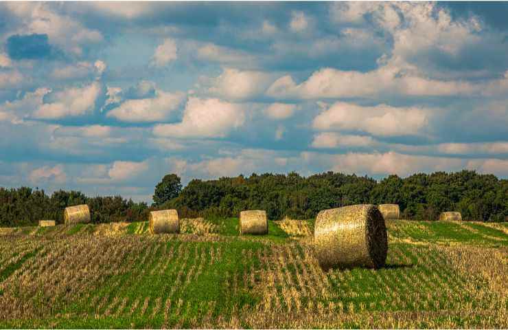 agricoltore diretto professionale differenze