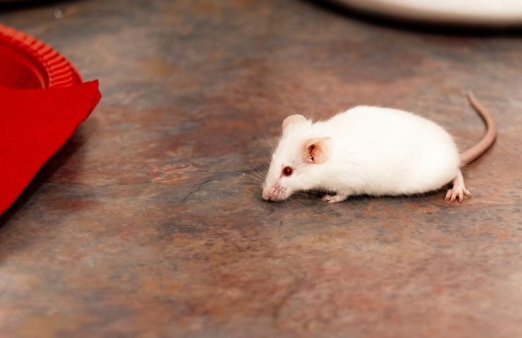 malattie che trasmettono topi