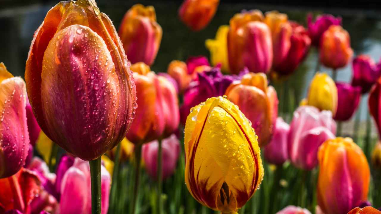 Tulipani: il campo da favola nelle Marche