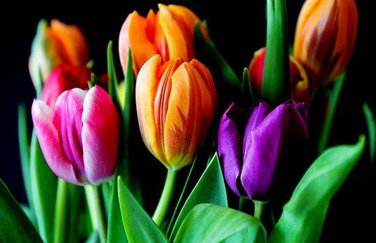 Alla scoperta tulipani 
