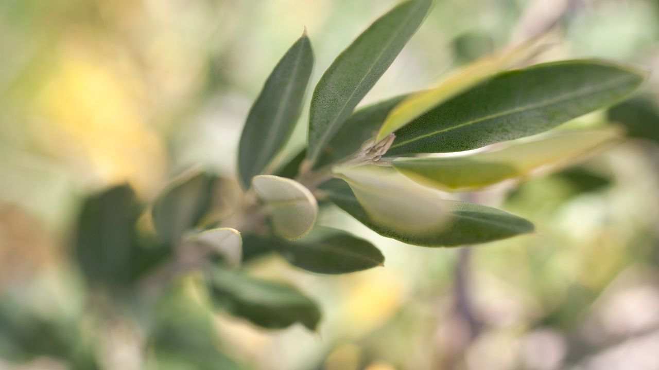 Ulivo benefici tradizione Pasqua celebrazioni