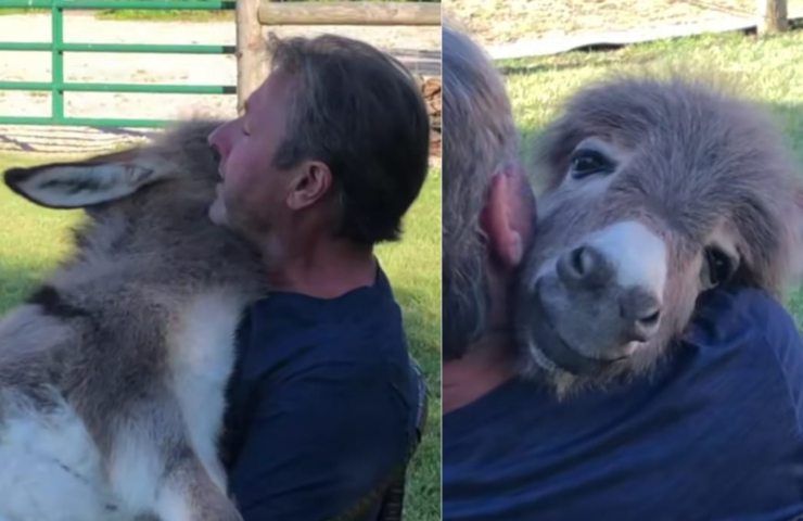 El hombre le canta al burro 