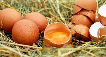 Gusci delle uova: non disfartene mai, ma riutilizzali così nel tuo giardino