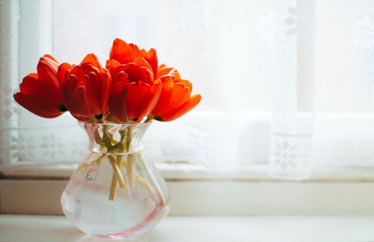 Candeggina vaso fiori recisi aumenta durata usi alternativi