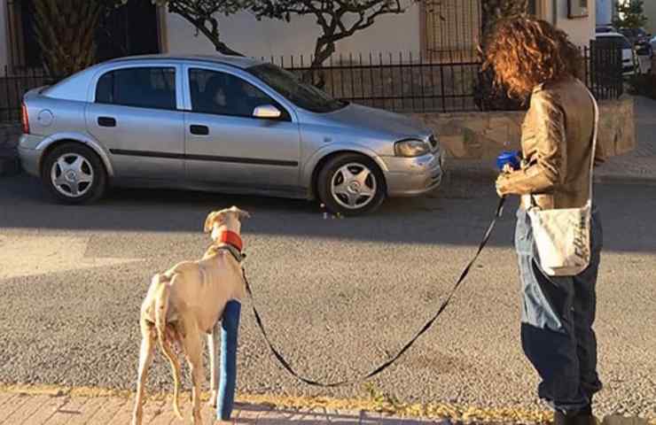 levrieri greyhound