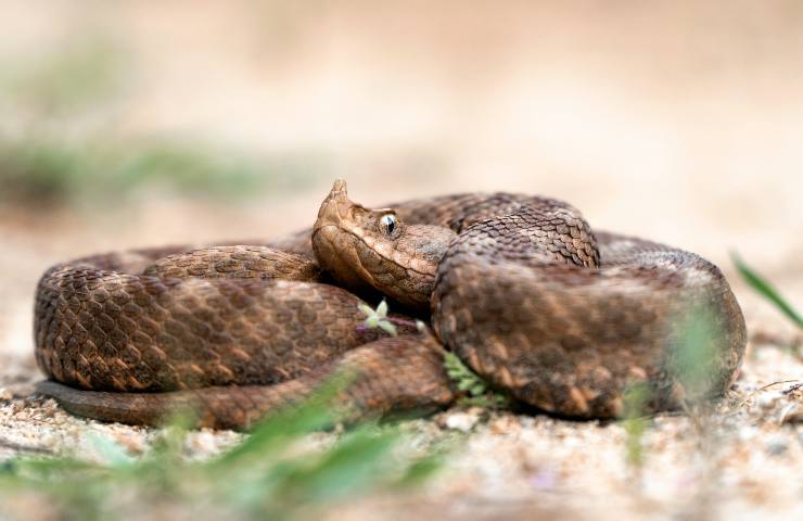 Veleno vipera 