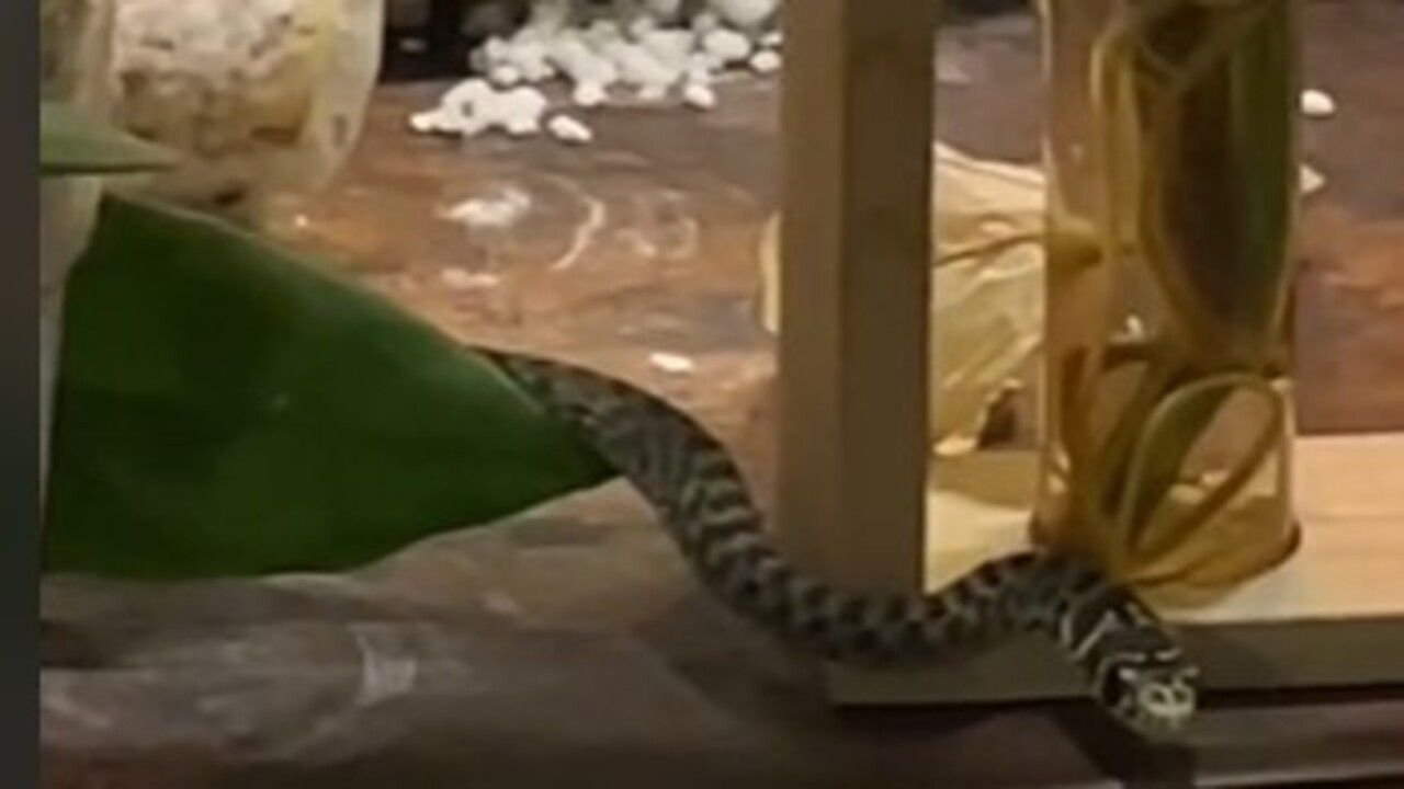 Serpente video piantine