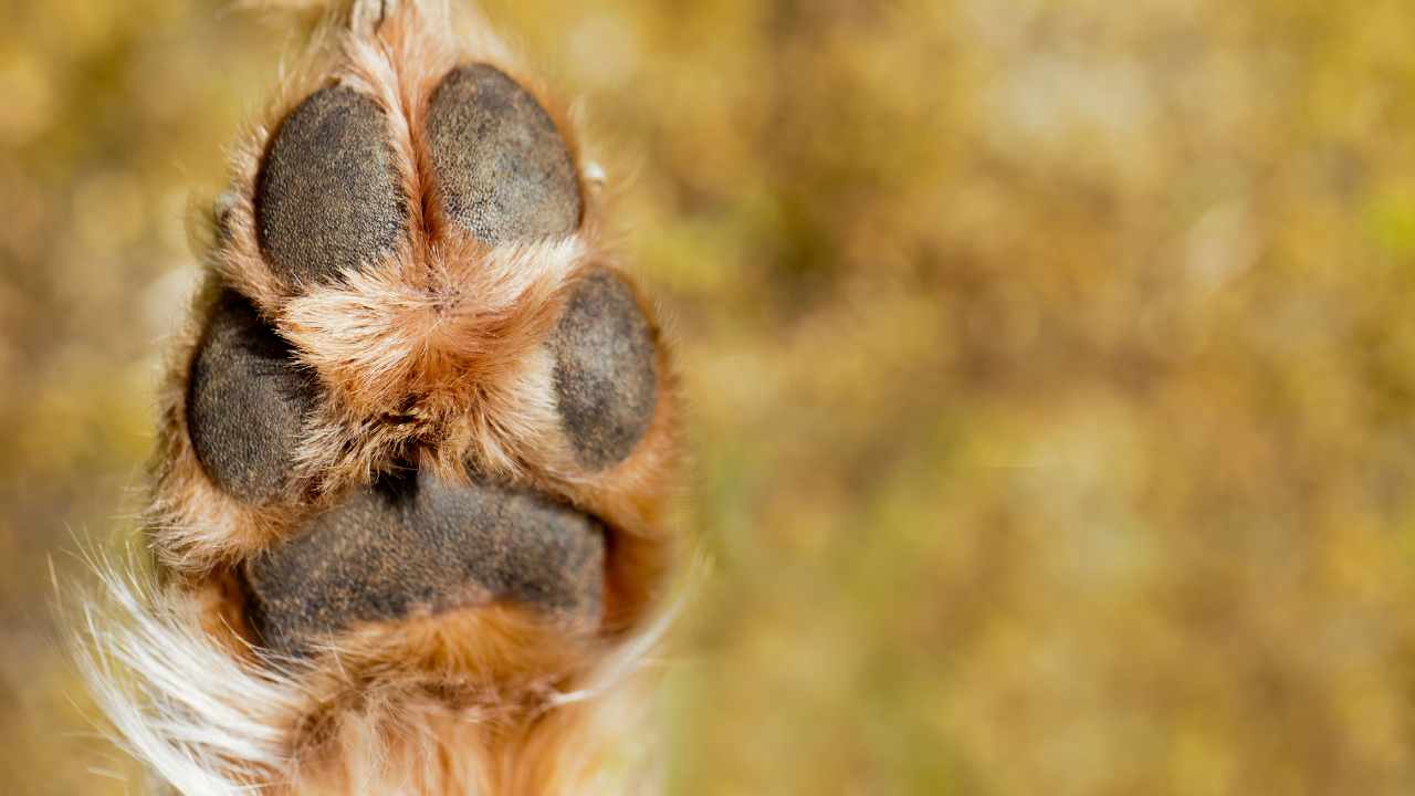 Rompicapo Facebook secondo cane foto