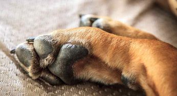 Non trova un veterinario ed il suo cane muore sul traghetto: il racconto di Sara