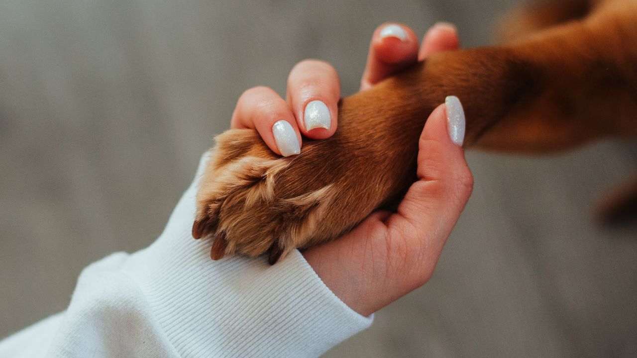 cuccioli abbandonati salvati associazione