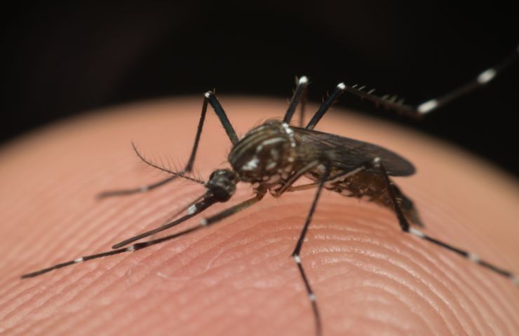 Zanzara, cosa fare per tenerla alla larga