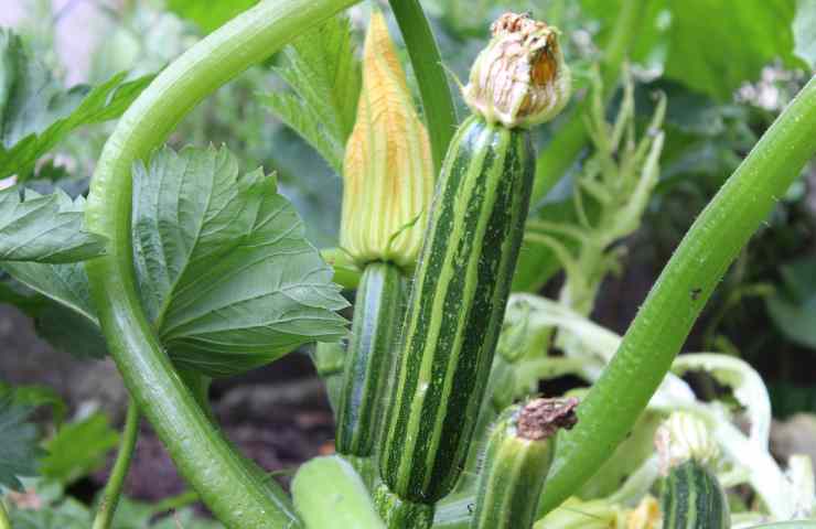 Zucchine verdi piccole 