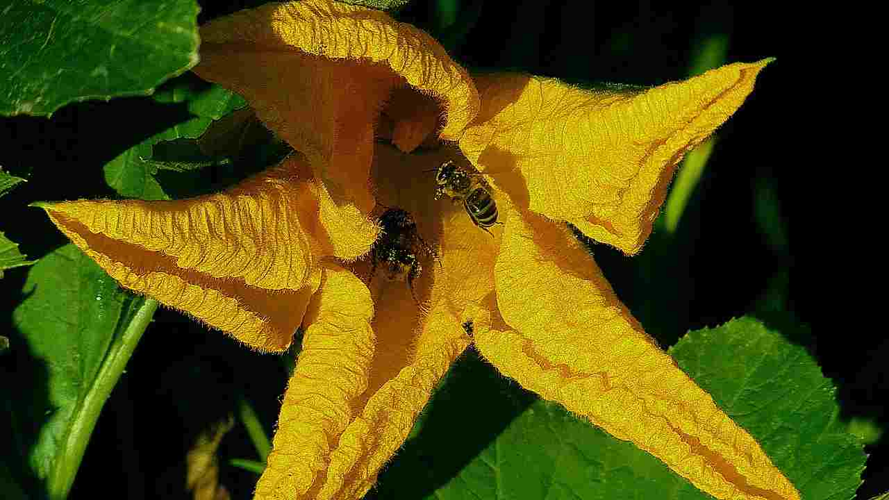 Zucchino giallo