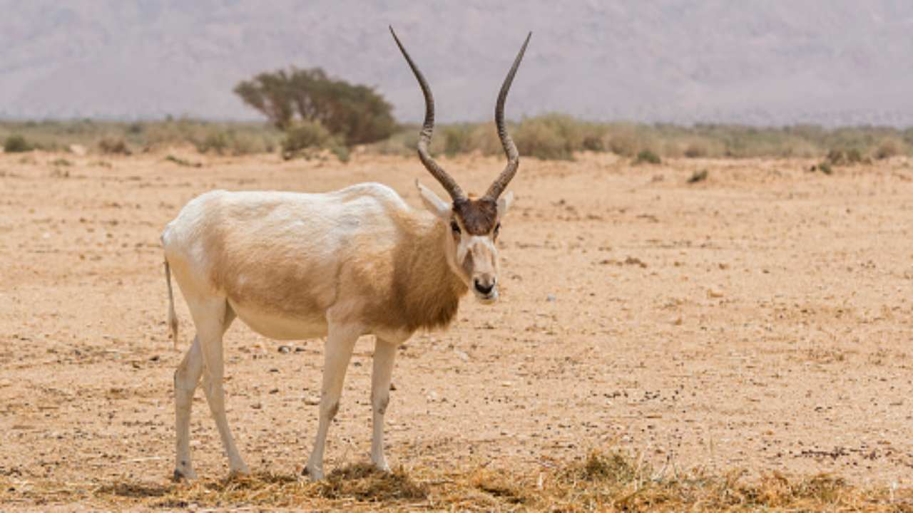 addax caratteristiche e alimentazione