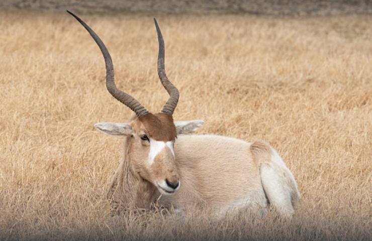 addax caratteristiche e alimentazione