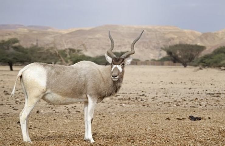 addax caratteristiche e alimentazione