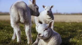 Agnello a Pasqua: da dove nasce la tradizione